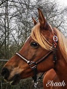 Halfter geflochten Paracord Vollblut