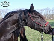 Paracord Halfter geflochten