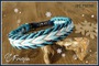 Hundehalsband blau refektiv Silber paracord 