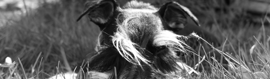 Geflochtene Halsbänder aus Paracord